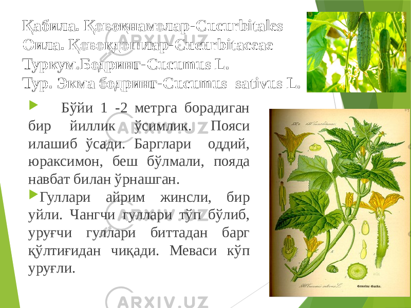 Қабила. Қовоқнамолар-Cucurbitales Оила. Қовоқдошлар-Cucurbitaceae Туркум.Бодринг-Cucumus L. Тур. Экма бодринг-Cucumus   sativus L.  Бўйи 1 -2 метрга борадиган бир йиллик ўсимлик. Пояси илашиб ўсади. Барглари оддий, юраксимон, беш бўлмали, пояда навбат билан ўрнашган.  Гуллари айрим жинсли, бир уйли. Чангчи гуллари тўп бўлиб, уруғчи гуллари биттадан барг қўлтиғидан чиқади. Меваси кўп уруғли. 