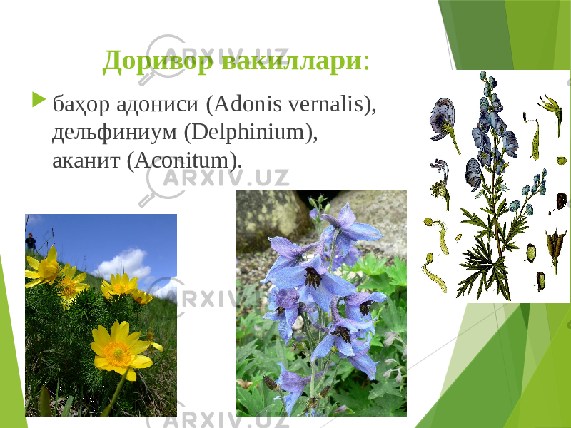 Доривор вакиллари :  баҳор адониси (Adonis vernalis), дельфиниум (Delphinium), аканит (Aconitum). 