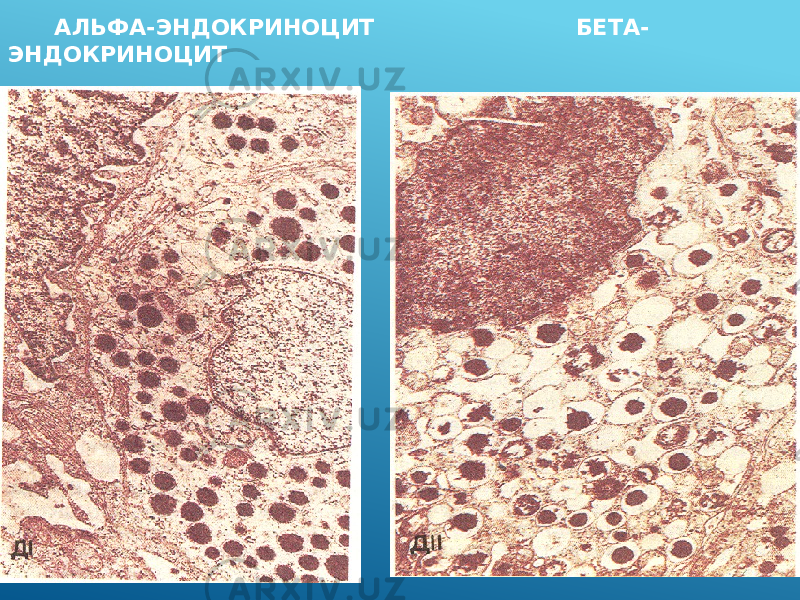  АЛЬФА-ЭНДОКРИНОЦИТ БЕТА- ЭНДОКРИНОЦИТ 