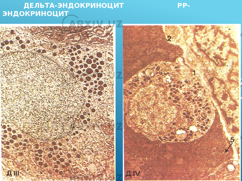  ДЕЛЬТА-ЭНДОКРИНОЦИТ РР- ЭНДОКРИНОЦИТ 