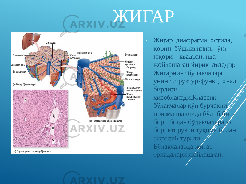  ЖИГАР  Жигар диафрагма остида, қорин бўшлиғининг ўнг юқори квадрантида жойлашаган йирик аъзодир. Жигарнинг бўлакчалари унинг структур-функционал бирлиги ҳисобланади.Классик бўлакчалар кўп бурчакли призма шаклида бўлиб,бир- бири билан бўлакчалараро бириктирувчи тўқима билан ажралиб туради. Бўлакчаларда жигар триадалари жойлашган. 