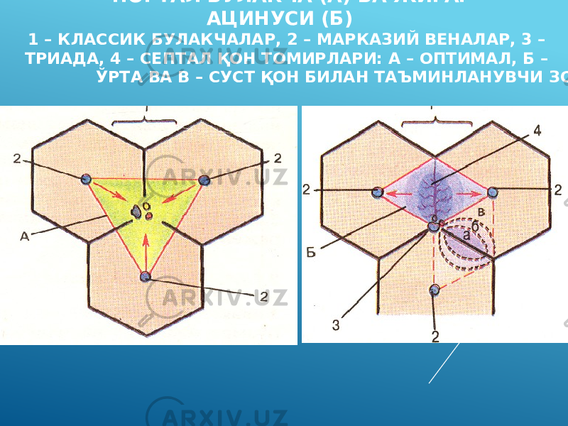  ПОРТАЛ БУЛАКЧА (А) ВА ЖИГАР АЦИНУСИ (Б) 1 – КЛАССИК БУЛАКЧАЛАР, 2 – МАРКАЗИЙ ВЕНАЛАР, 3 – ТРИАДА, 4 – СЕПТАЛ ҚОН ТОМИРЛАРИ: А – ОПТИМАЛ, Б – ЎРТА ВА В – СУСТ ҚОН БИЛАН ТАЪМИНЛАНУВЧИ ЗОНАЛАРИ 