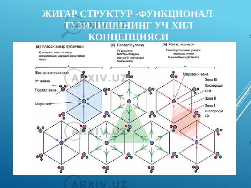 ЖИГАР СТРУКТУР -ФУНКЦИОНАЛ ТУЗИЛИШИНИНГ УЧ ХИЛ КОНЦЕПЦИЯСИ 