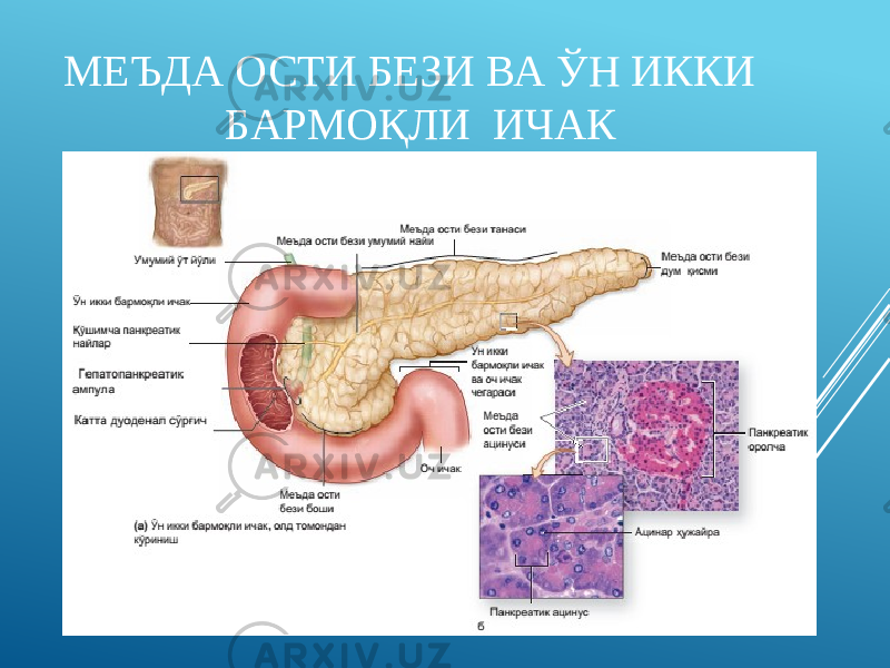 МЕЪДА ОСТИ БЕЗИ ВА ЎН ИККИ БАРМОҚЛИ ИЧАК 