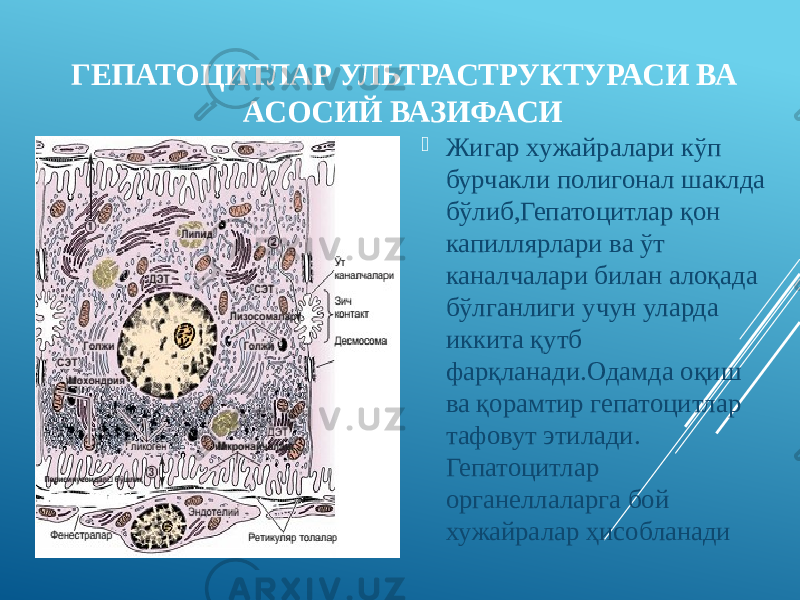  ГЕПАТОЦИТЛАР УЛЬТРАСТРУКТУРАСИ ВА АСОСИЙ ВАЗИФАСИ  Жигар хужайралари кўп бурчакли полигонал шаклда бўлиб,Гепатоцитлар қон капиллярлари ва ўт каналчалари билан алоқада бўлганлиги учун уларда иккита қутб фарқланади.Одамда оқиш ва қорамтир гепатоцитлар тафовут этилади. Гепатоцитлар органеллаларга бой хужайралар ҳисобланади 