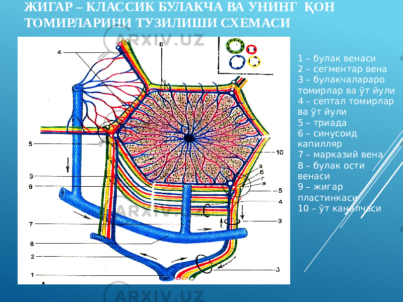 ЖИГАР – КЛАССИК БУЛАКЧА ВА УНИНГ ҚОН ТОМИРЛАРИНИ ТУЗИЛИШИ СХЕМАСИ 1 – булак венаси 2 – сегментар вена 3 – булакчалараро томирлар ва ўт йули 4 – септал томирлар ва ўт йули 5 – триада 6 – синусоид капилляр 7 – марказий вена 8 – булак ости венаси 9 – жигар пластинкаси 10 – ўт каналчаси 