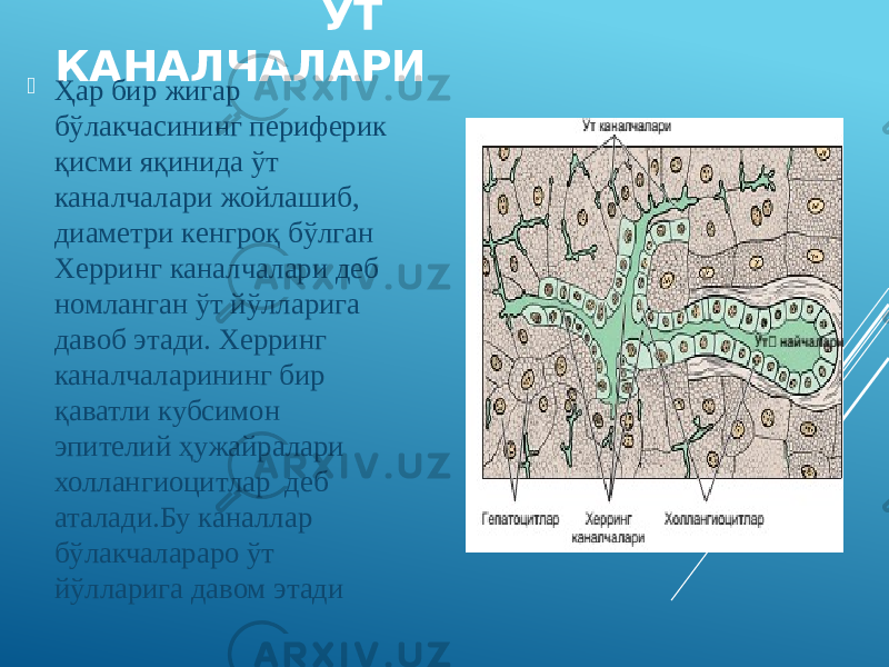  ЎТ КАНАЛЧАЛАРИ  Ҳар бир жигар бўлакчасининг периферик қисми яқинида ўт каналчалари жойлашиб, диаметри кенгроқ бўлган Херринг каналчалари деб номланган ўт йўлларига давоб этади. Херринг каналчаларининг бир қаватли кубсимон эпителий ҳужайралари холлангиоцитлар деб аталади.Бу каналлар бўлакчалараро ўт йўлларига давом этади 