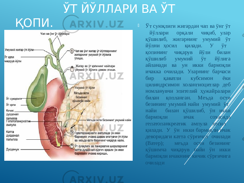  ЎТ ЙЎЛЛАРИ ВА ЎТ ҚОПИ.  Ўт суюқлиги жигардан чап ва ўнг ўт йўллари орқали чиқиб, улар қўшилиб, жигарнинг умумий ўт йўлни ҳосил қилади. У ўт қопининг чиқарув йўли билан қўшилиб умумий ўт йўлига айланади ва ун икки бармоқли ичакка очилади. Уларнинг барчаси бир қаватли кубсимон ёки цилиндрсимон холангиоцитлар деб номланувчи эпителий ҳужайралари билан қопланган. Меъда ости безининг умумий найи умумий ўт найи билан қўшилиб, ўн икки бармоқли ичак сохасида гепатопанкреатик ампула хосил қилади. У ўн икки бармоқли ичак деворидаги катта сўрғичга очилади (Ватер); меъда ости безининг қўшимча чиқарув найи ўн икки бармоқли ичакнинг кичик сўрғичига очилади 