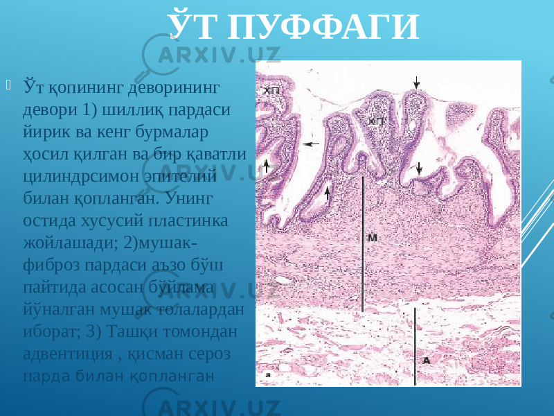  ЎТ ПУФФАГИ  Ўт қопининг деворининг девори 1) шиллиқ пардаси йирик ва кенг бурмалар ҳосил қилган ва бир қаватли цилиндрсимон эпителий билан қопланган. Унинг остида хусусий пластинка жойлашади; 2)мушак- фиброз пардаси аъзо бўш пайтида асосан бўйлама йўналган мушак толалардан иборат; 3) Ташқи томондан адвентиция , қисман сероз па рда билан қопланган 