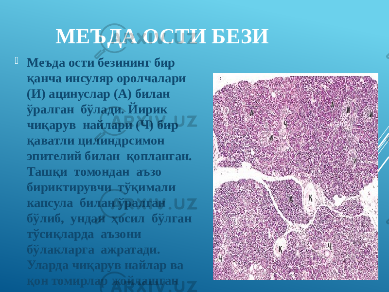 МЕЪДА ОСТИ БЕЗИ  Меъда ости безининг бир қанча инсуляр оролчалари (И) ацинуслар (A) билан ўралган бўлади. Йирик чиқарув найлари (Ч) бир қаватли цилиндрсимон эпителий билан қопланган. Ташқи томондан аъзо бириктирувчи тўқимали капсула билан ўралган бўлиб, ундан ҳосил бўлган тўсиқларда аъзони бўлакларга ажратади. Уларда чиқарув найлар ва қон томирлар жойлашган 