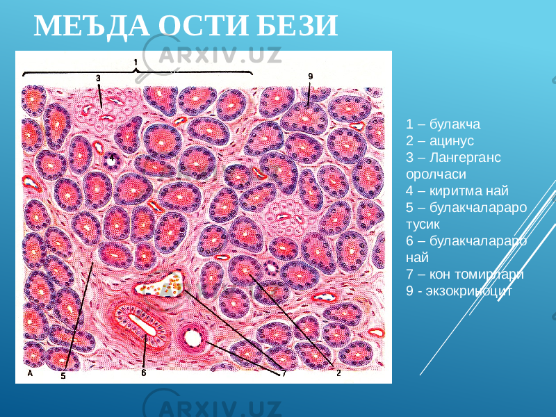 МЕЪДА ОСТИ БЕЗИ 1 – булакча 2 – ацинус 3 – Лангерганс оролчаси 4 – киритма най 5 – булакчалараро тусик 6 – булакчалараро най 7 – кон томирлари 9 - экзокриноцит 