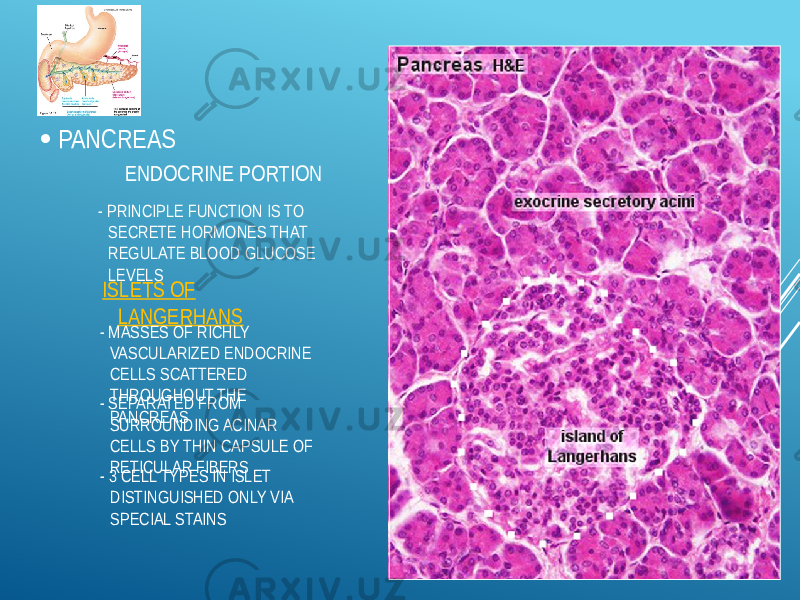  PANCREAS ENDOCRINE PORTION - PRINCIPLE FUNCTION IS TO SECRETE HORMONES THAT REGULATE BLOOD GLUCOSE LEVELS ISLETS OF LANGERHANS - MASSES OF RICHLY VASCULARIZED ENDOCRINE CELLS SCATTERED THROUGHOUT THE PANCREAS- SEPARATED FROM SURROUNDING ACINAR CELLS BY THIN CAPSULE OF RETICULAR FIBERS - 3 CELL TYPES IN ISLET DISTINGUISHED ONLY VIA SPECIAL STAINS 