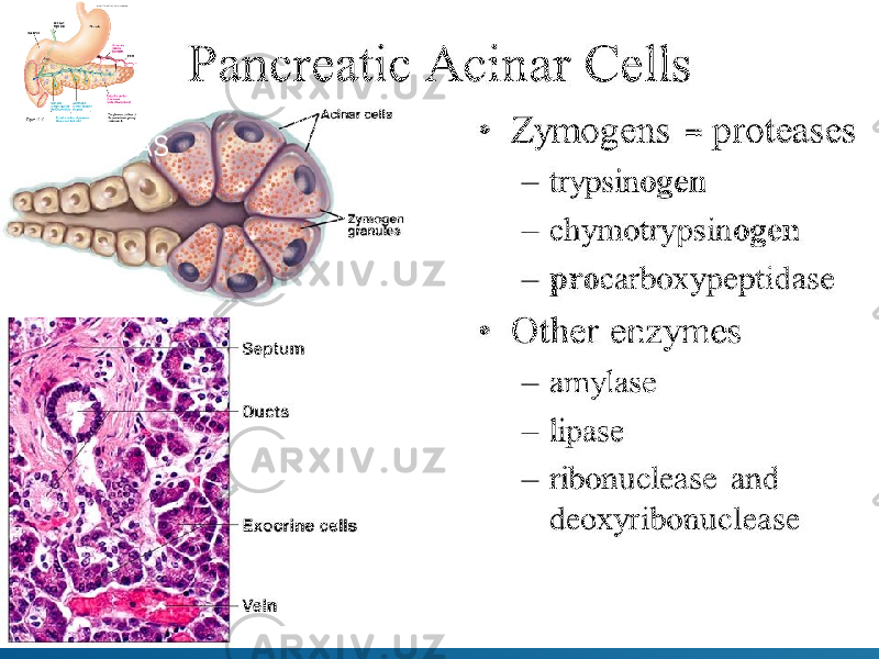  PANCREAS 