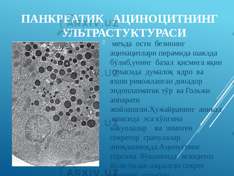 ПАНКРЕАТИК АЦИНОЦИТНИНГ УЛЬТРАСТУКТУРАСИ  меъда ости безининг ацинацитлари пирамида шаклда бўлиб,унинг базал қисмига яқин сохасида думалоқ ядро ва яхши ривожланган донадор эндоплазматик тўр ва Гольжи аппарати жойлашган.Ҳужайранинг апикал юзасида эса кўпгина вакуолалар ва зимоген секретор гранулалар аниқланмоқда.Ацинуснинг торгина бўшлиғида экзоцитоз йўли билан ажралган секрет кўриниб турибди. 