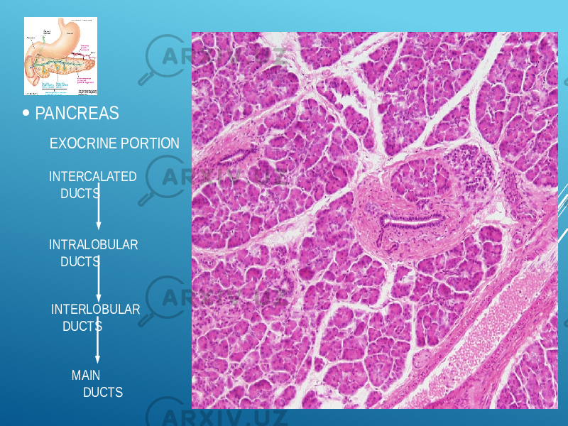 INTERCALATED DUCTS INTRALOBULAR DUCTS INTERLOBULAR DUCTS MAIN DUCTS PANCREAS EXOCRINE PORTION 