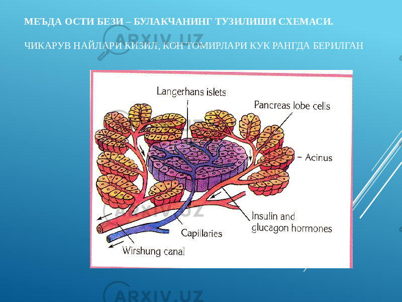 МЕЪДА ОСТИ БЕЗИ – БУЛАКЧАНИНГ ТУЗИЛИШИ СХЕМАСИ. ЧИКАРУВ НАЙЛАРИ КИЗИЛ, КОН ТОМИРЛАРИ КУК РАНГДА БЕРИЛГАН 