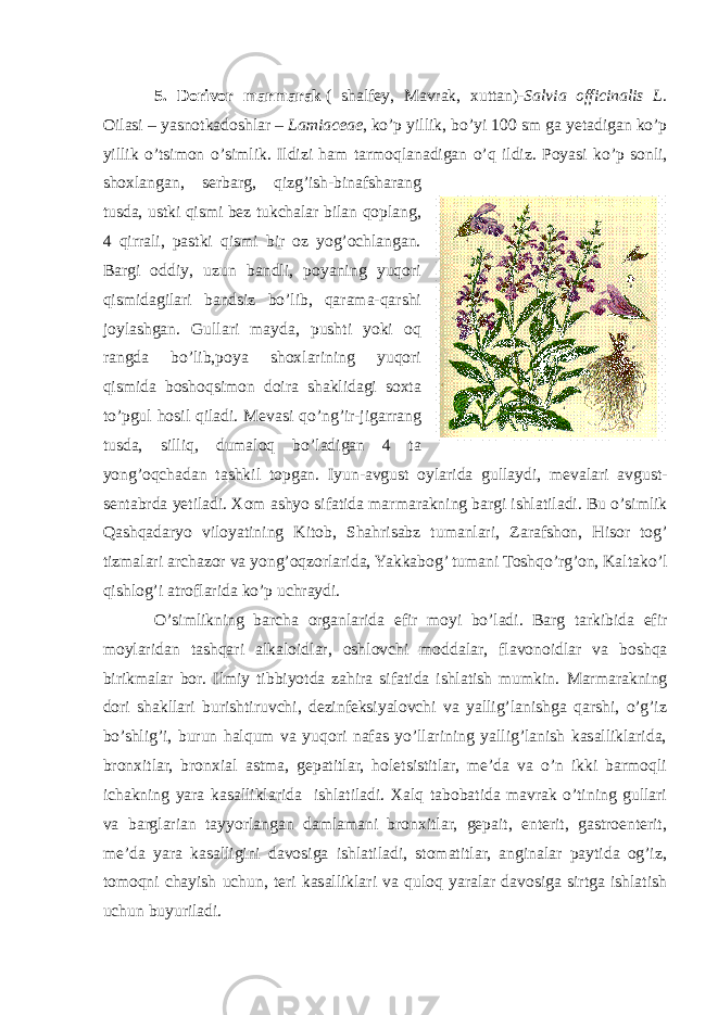 5. Dorivor marmarak   ( shalfey , Mavrak , xuttan )- Salvia officinalis L . Oilasi – yasnotkadoshlar – Lamiaceae , ko ’ p yillik , bo ’ yi 100 sm ga yetadigan ko ’ p yillik o ’ tsimon o ’ simlik . Ildizi ham tarmoqlanadigan o ’ q ildiz . Poyasi ko ’ p sonli , shoxlangan , serbarg , qizg ’ ish - binafsharang tusda , ustki qismi bez tukchalar bilan qoplang , 4 qirrali , pastki qismi bir oz yog ’ ochlangan . Bargi oddiy , uzun bandli , poyaning yuqori qismidagilari bandsiz bo ’ lib , qarama - qarshi joylashgan . Gullari mayda , pushti yoki oq rangda bo ’ lib , poya shoxlarining yuqori qismida boshoqsimon doira shaklidagi soxta to ’ pgul hosil qiladi . Mevasi qo ’ ng ’ ir - jigarrang tusda , silliq , dumaloq bo ’ ladigan 4 ta yong ’ oqchadan tashkil topgan . Iyun - avgust oylarida gullaydi , mevalari avgust - sentabrda yetiladi . Xom ashyo sifatida marmarakning bargi ishlatiladi . Bu o ’ simlik Qashqadaryo viloyatining Kitob , Shahrisabz tumanlari , Zarafshon , Hisor tog ’ tizmalari archazor va yong ’ oqzorlarida , Yakkabog ’ tumani Toshqo ’ rg ’ on , Kaltako ’ l qishlog ’ i atroflarida ko ’ p uchraydi . O ’ simlikning barcha organlarida efir moyi bo ’ ladi . Barg tarkibida efir moylaridan tashqari alkaloidlar , oshlovchi moddalar , flavonoidlar va boshqa birikmalar bor . Ilmiy tibbiyotda zahira sifatida ishlatish mumkin. Marmarakning dori shakllari burishtiruvchi, dezinfeksiyalovchi va yallig’lanishga qarshi, o’g’iz bo’shlig’i, burun halqum va yuqori nafas yo’llarining yallig’lanish kasalliklarida, bronxitlar, bronxial astma, gepatitlar, holetsistitlar, me’da va o’n ikki barmoqli ichakning yara kasalliklarida ishlatiladi. Xalq tabobatida mavrak o’tining gullari va barglarian tayyorlangan damlamani bronxitlar, gepait, enterit, gastroenterit, me’da yara kasalligini davosiga ishlatiladi, stomatitlar, anginalar paytida og’iz, tomoqni chayish uchun, teri kasalliklari va quloq yaralar davosiga sirtga ishlatish uchun buyuriladi. 