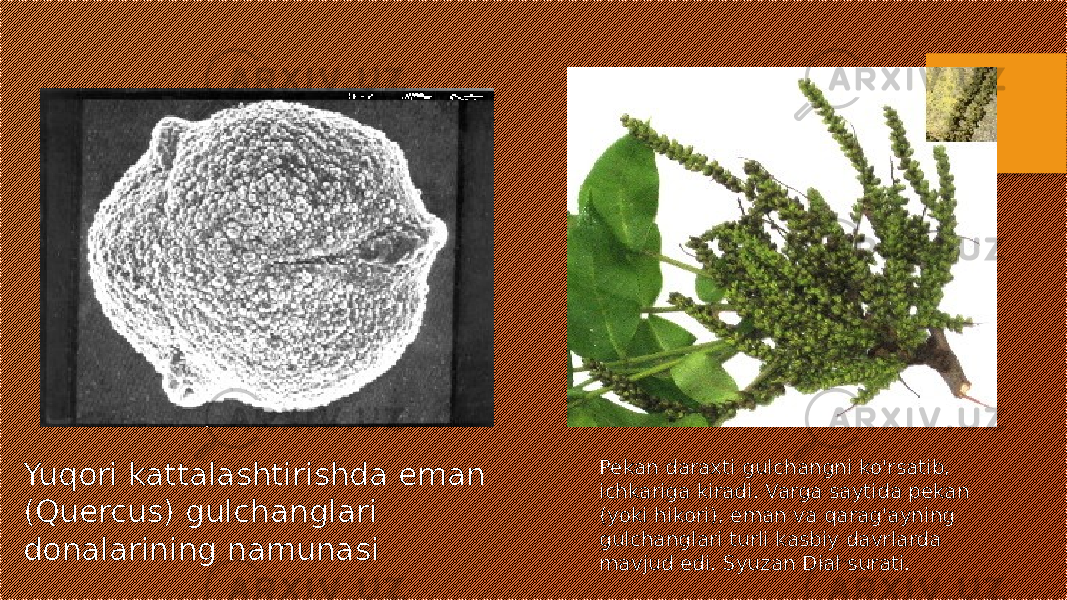 Yuqori kattalashtirishda eman (Quercus) gulchanglari donalarining namunasi Pekan daraxti gulchangni ko&#39;rsatib, ichkariga kiradi. Varga saytida pekan (yoki hikori), eman va qarag&#39;ayning gulchanglari turli kasbiy davrlarda mavjud edi. Syuzan Dial surati. 