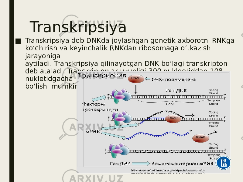 Transkripsiya ■ Transkripsiya deb DNKda joylashgan genetik axborotni RNKga ko‘chirish va keyinchalik RNKdan ribosomaga o‘tkazish jarayoniga aytiladi. Transkripsiya qilinayotgan DNK bo‘lagi transkripton deb ataladi. Transkriptonlar uzunligi 300 nukleotiddan 108 nukletidgacha bo‘lishi mumkin. 