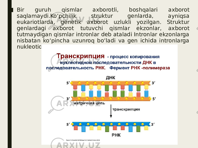 ■ Bir guruh qismlar axborotli, boshqalari axborot saqlamaydi.Ko‘pchilik struktur genlarda, ayniqsa eukariotlarda, genetik axborot uzlukli yozilgan. Struktur genlardagi axborot tutuvchi qismlar ekzonlar, axborot tutmaydigan qismlar intronlar deb ataladi Intronlar ekzonlarga nisbatan ko‘pincha uzunroq bo‘ladi va gen ichida intronlarga nukleotid juftliklarni ko‘p qismi to‘g‘ri keladi. 