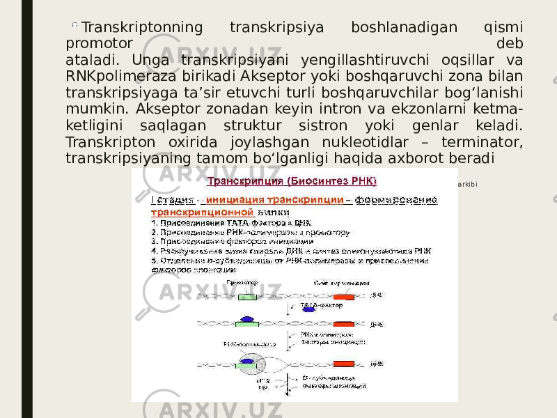 Nuklein kislotalar tarkibi Transkriptonning transkripsiya boshlanadigan qismi promotor deb ataladi. Unga transkripsiyani yengillashtiruvchi oqsillar va RNKpolimeraza birikadi Akseptor yoki boshqaruvchi zona bilan transkripsiyaga ta’sir etuvchi turli boshqaruvchilar bog‘lanishi mumkin. Akseptor zonadan keyin intron va ekzonlarni ketma- ketligini saqlagan struktur sistron yoki genlar keladi. Transkripton oxirida joylashgan nukleotidlar – terminator, transkripsiyaning tamom bo‘lganligi haqida axborot beradi 