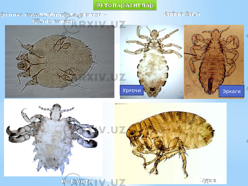 Эктопаразитлар Қичима касаллиги қўзғатувчиси - Қўтир канаси Кийим бити Урғочи Эркаги Қов бити Бурга1011 