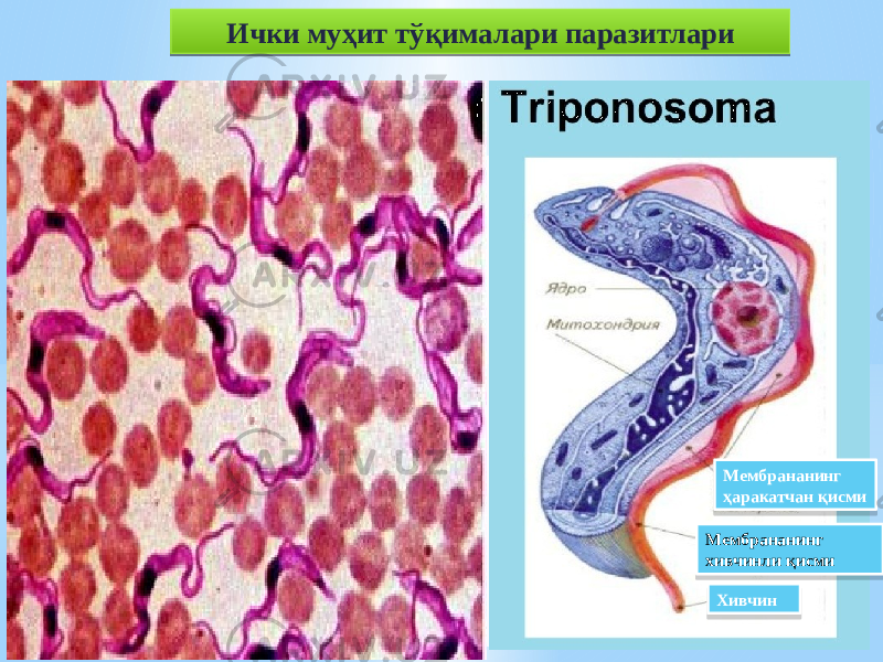 Ички муҳит тўқималари паразитлари Мембрананинг ҳаракатчан қисми Мембрананинг хивчинли қисми Хивчин 22 1A 33 1A 35 27 