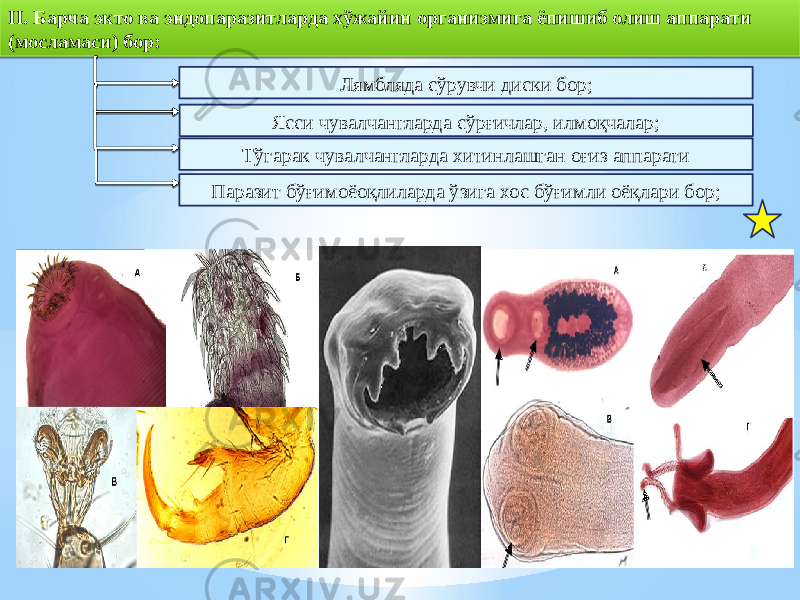 II. Барча экто ва эндопаразитларда хўжайин организмига ёпишиб олиш аппарати (мосламаси) бор: Лямбляда сўрувчи диски бор; Ясси чувалчангларда сўрғичлар, илмоқчалар; Тўгарак чувалчангларда хитинлашган оғиз аппарати Паразит бўғимоёоқлиларда ўзига хос бўғимли оёқлари бор;36 200D 