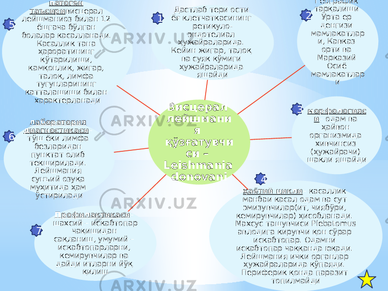 Висцерал лейшмани я қўзғатувчи си – Leishmania donovani Дастлаб тери ости ёғ клетчаткасининг ретикуло- эндотелиал ҳужайраларида. Кейин жигар, талоқ ва суяк кўмиги ҳужайраларида яшайди Географик тарқалиши Ўрта ер денгизи мамлакатлар и, Кавказ орти ва Марказий Осиё мамлакатлар и морфологияс и – одам ва ҳайвон организмида хивчинсиз (ҳужайрачи) шакли яшайди ҳаётий цикли – касаллик манбаи касал одам ва сут эмизувчилар(ит, чиябўри, кемирувчилар) ҳисобланади. Махсус ташувчиси Plebatomus авлодига кирувчи қон сўрар искабтопар. Одамни искабтопар чаққанда юқади. Лейшмания ички органлар ҳужайраларида кўпаяди. Периферик қонда паразит топилмайдиПрофилактикаси – шахсий – искабтопар чақишидан сақланиш, умумий – искабтопарларни, кемирувчилар ва дайди итларни йўқ қилишлаборатория диагностикаси – тўш ёки лимфа безларидан пунктат олиб текширилади. Лейшмания сунъий озуқа муҳитида ҳам ўстирилади патоген таъсири висцерал лейшманиоз билан 12 ёшгача бўлган болалар касалланади. Касаллик тана ҳароратининг кўтарилиши, камқонлик, жигар, талоқ, лимфа тугунларининг катталашиши билан характерланади 1 765 4 3 2 