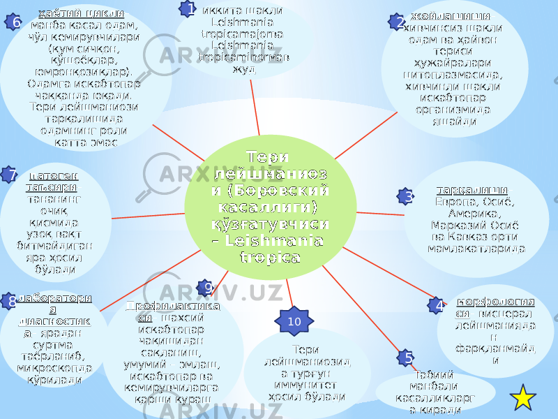 Тери лейшманиоз и (Боровский касаллиги) қўзғатувчиси – Leishmania tropicaиккита шакли Leishmania tropicamajorва Leishmania tropicaminorмав жуд жойлашиши – хивчинсиз шакли одам ва ҳайвон териси ҳужайралари цитоплазмасида, хивчинли шакли искабтопар организмида яшайди тарқалиши – Европа, Осиё, Америка, Марказий Осиё ва Кавказ орти мамлакатларида морфология си – висцерал лейшманияда н фарқланмайд и Табиий манбали касалликларг а кирадиТери лейшманиозид а турғун иммунитет ҳосил бўладиПрофилактика си – шахсий искабтопар чақишидан сақланиш, умумий – эмлаш, искабтопар ва кемирувчиларга қарши курашлаборатори я диагностик а – ярадан суртма таёрланиб, микроскопда кўрилади патоген таъсири – тананинг очиқ қисмида узоқ вақт битмайдиган яра ҳосил бўлади ҳаётий цикли – манба касал одам, чўл кемирувчилари (қум сичқон, қўшоёқлар, юмронқозиқлар). Одамга искабтопар чаққанда юқади. Тери лейшманиози тарқалишида одамнинг роли катта эмас 1 109 87 6 5 432 