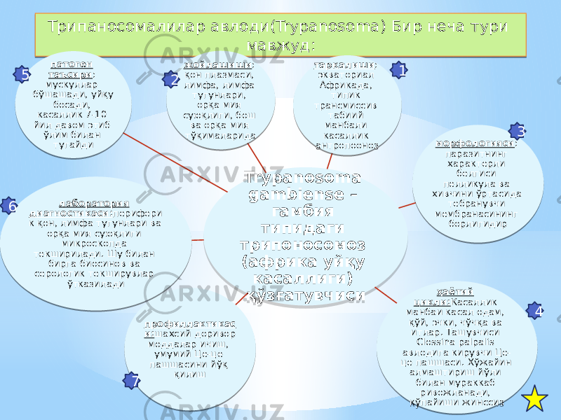 Трипаносомалилар авлоди(Trypanosoma) Бир неча тури мавжуд: Trypanosoma gambiense – гамбия типидаги трипоносомоз (африка уйқу касаллиги) қўзғатувчисижойлашиши : қон плазмаси, лимфа, лимфа тугунлари, орқа мия суюқлиги, бош ва орқа мия тўқималарида тарқалиши : экваториал Африкада, типик трансмиссив табиий манбали касаллик антропооноз морфологияси : паразитнинг характерли белгиси пелликула ва хивчини ўртасида тебранувчи мембранасининг борлигидир ҳаётий цикли: Касаллик манбаи касал одам, қўй, эчки, чўчқа ва итлар. Ташувчиси Clossina palpalis авлодига кирувчи Це- це пашшаси. Хўжайин алмаштириш йўли билан мураккаб ривожланади, кўпайиши жинссизпрофиллактикас и: шахсий доривор моддалар ичиш, умумий Це-це пашшасини йўқ қилишлаборатория диагностикаси: перифери к қон, лимфа тугунлари ва орқа мия суюқлиги микроскопда текширилади. Шу билан бирга биосинов ва серологик текширувлар ўтказиладипатоген таъсири : мускуллар бўшашади, уйқу босади, касаллик 7-10 йил давом этиб ўлим билан тугайди 1 2 76 5 431F0305 1402 51 53 04 0E 0E 2F 11 07 49 1E 12 08 0618 07 111859 0C 0613 0E 1E 27 61 06 0603 0602 14 17 02 170C 1E 23 2602 16 23 26050C 0620 14 1607 43 2A 3A 14 12 0506 51 02 1D 02 1605 03 17 12 0835 0F 14 1814 23 12 14 0B 23 17 07 14 0620 1605 1120 1306 12 0E 1E 14 16130F 16 17 190508 1308 06 