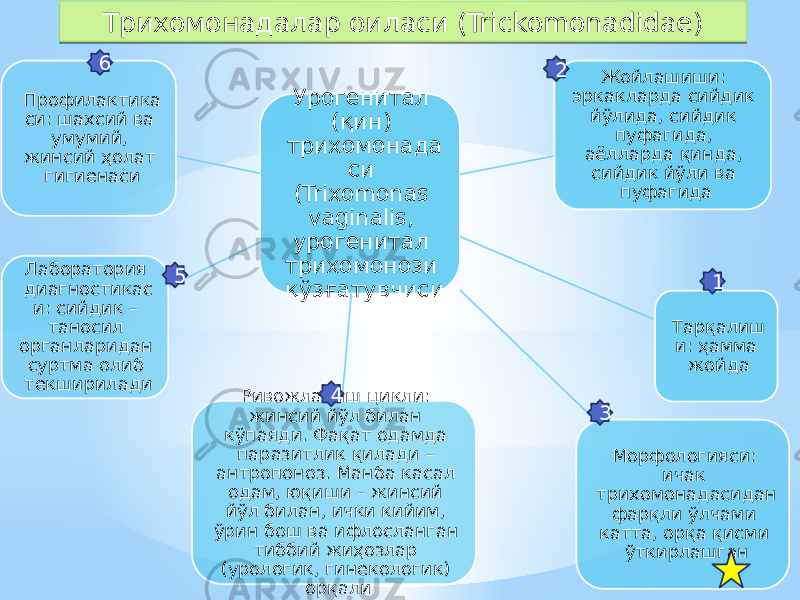 Трихомонадалар оиласи (Trickomonadidae) Урогенитал (қин) трихомонада си (Trixomonas vaginalis, урогенитал трихомонози қўзғатувчиси Жойлашиши: эркакларда сийдик йўлида, сийдик пуфагида, аёлларда қинда, сийдик йўли ва пуфагида Тарқалиш и: ҳамма жойда Морфологияси: ичак трихомонадасидан фарқли ўлчами катта, орқа қисми ўткирлашганРивожланиш цикли: жинсий йўл билан кўпаяди. Фақат одамда паразитлик қилади – антропоноз. Манба касал одам, юқиши – жинсий йўл билан, ички кийим, ўрин бош ва ифлосланган тиббий жиҳозлар (урологик, гинекологик) орқалиЛаборатория диагностикас и: сийдик – таносил органларидан суртма олиб текшириладиПрофилактика си: шахсий ва умумий, жинсий ҳолат гигиенаси 456 32 11F 