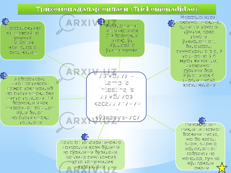 Трихомонадалар оиласи (Trickomonadidae) Лямблия – Lamblia intestinalis лямблиоз касаллигинин г қўзғатувчиси Жойлашиши: ингичка ичак (12 бармоқли ичак), ўт йўлларига ўтиши мумкин Морфологияси: ноксимон шаклда, олдинги томони тўмтоқ, орқа томони ўткирлашган, билатерал симметрияга эга, 2 та ядро ва 3-4 жуфт хивчинли, дисксимон сўрғичи бор. Йўғон ичак 4 ядроли циста ҳосил қилади Ривожланиш цикли: инвазион босқичи циста, манба касал одам, одамга ифлосланган сабзавот ва мевалар, сув ва қўл орқали юқадиПатоген таъсири: ичакда деворолди ҳазм бўлиши ва сўрилиши бузилади. Баъзида симптомсиз циста ташувчилик кузатиладиЛаборатория диагностикаси: нажас текширилиб вегетатив шакл ёки циста топилади. 12 бармоқли ичак ширасидан зондлаш йўли билан вегетатив шакл топиладиПрофилактика си: шахсий ва умумий гигиеник қоидаларга риоя қилиш6 5 4 1 3220 