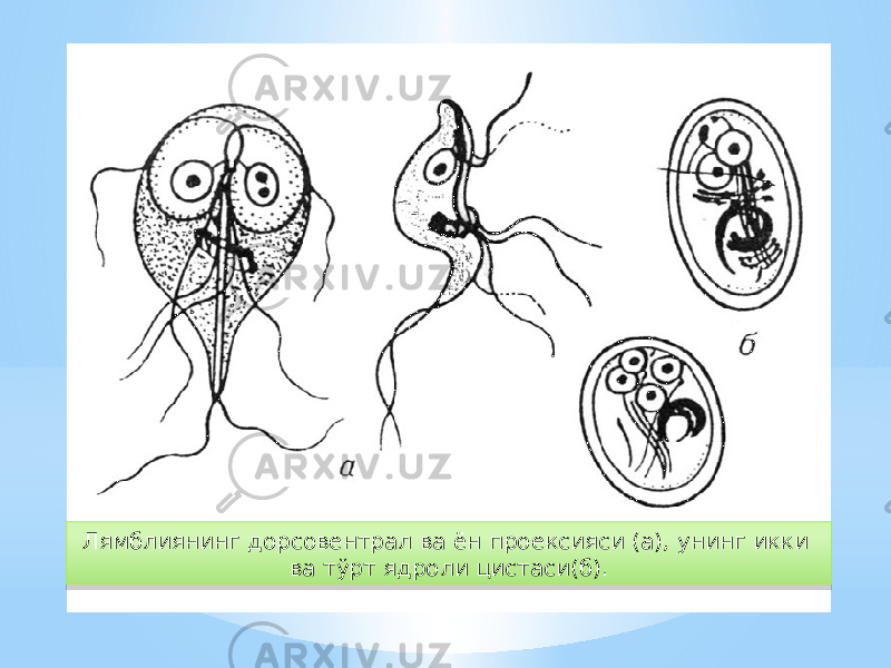 Лямблиянинг дорсовентрал ва ён проексияси (а), унинг икки ва тўрт ядроли цистаси(б).5A 0C 