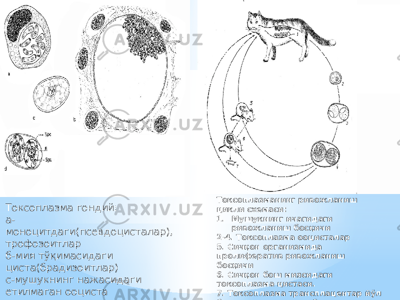 Токсоплазма гондий: а- моноцитдаги(псевдоцисталар), трофозоитлар б-мия тўқимасидаги циста(брадизоитлар) с-мушукнинг нажасидаги етилмаган ооциста д-инвазион ооциста Токсоплазманинг ривожланиш цикли схемаси: 1. Мушукнинг ичагидаги ривожланиш босқичи 2-4. Токсоплазма ооцисталар 5. Сичқон организмида пролифератив ривожланиш босқичи 6. Сичқон бош миясидаги токсоплазма цистаси. 7. Токсоплазма трансплацентар йўл билан юққан сичқон боласи 