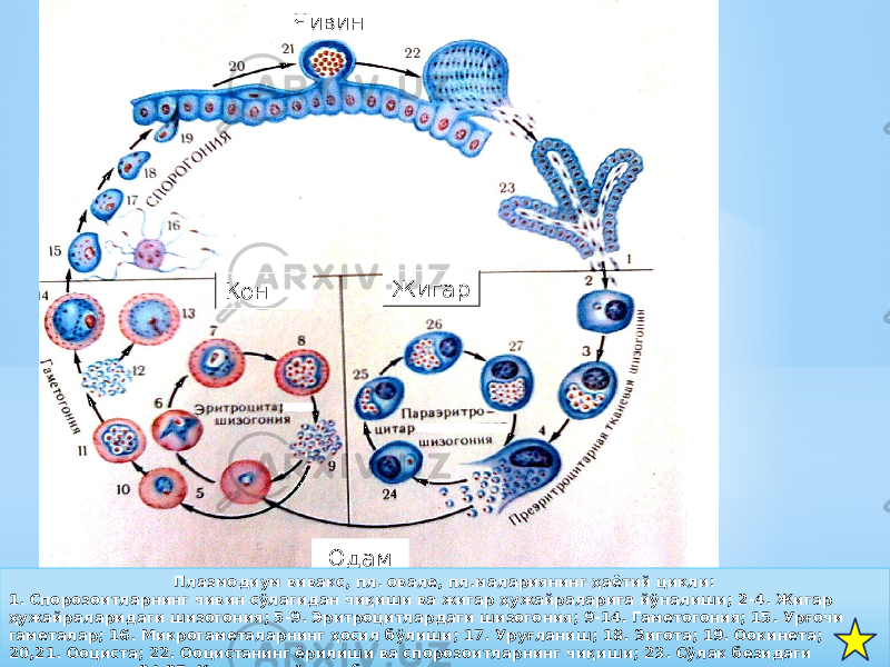 Чивин Қон Жигар Одам Плазмодиум вивакс, пл. овале, пл.малариянинг ҳаётий цикли: 1. Спорозоитларнинг чивин сўлагидан чиқиши ва жигар ҳужайраларига йўналиши; 2-4. Жигар ҳужайраларидаги шизогония; 5-9. Эритроцитлардаги шизогония; 9-14. Гаметогония; 15. Урғочи гаметалар; 16. Микрогаметаларнинг ҳосил бўлиши; 17. Уруғланиш; 18. Зигота; 19. Оокинета; 20,21. Ооциста; 22. Ооцистанинг ёрилиши ва спорозоитларнинг чиқиши; 23. Сўлак безидаги спорозоитлар; 24-27. Кечиккан тўқима босқичи.31 0A 43 04 4C 1812 