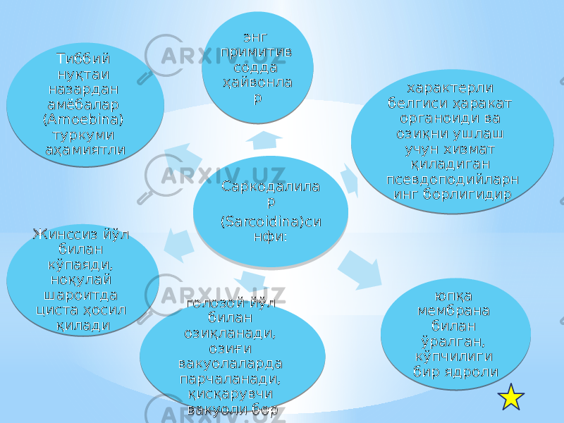 Саркодалила р (Sarcoidina)си нфи:энг примитив содда ҳайвонла р характерли белгиси ҳаракат органоиди ва озиқни ушлаш учун хизмат қиладиган псевдоподийларн инг борлигидир юпқа мембрана билан ўралган, кўпчилиги бир ядролиголозой йўл билан озиқланади, озиғи вакуолаларда парчаланади, қисқарувчи вакуоли борЖинссиз йўл билан кўпаяди, ноқулай шароитда циста ҳосил қилади Тиббий нуқтаи назардан амёбалар (Amoebina) туркуми аҳамиятли3D 03 45 0E 27 23 11071A 10 03 26 16 0703 0704 18 12 23 05 59 14 16050802 13 17 160503 09 16050802 0704 07 0C02 23 12 0C02 69 16050802 17 0E 0F 1D 12 1F05 0E 0E 02 45 0618 02 