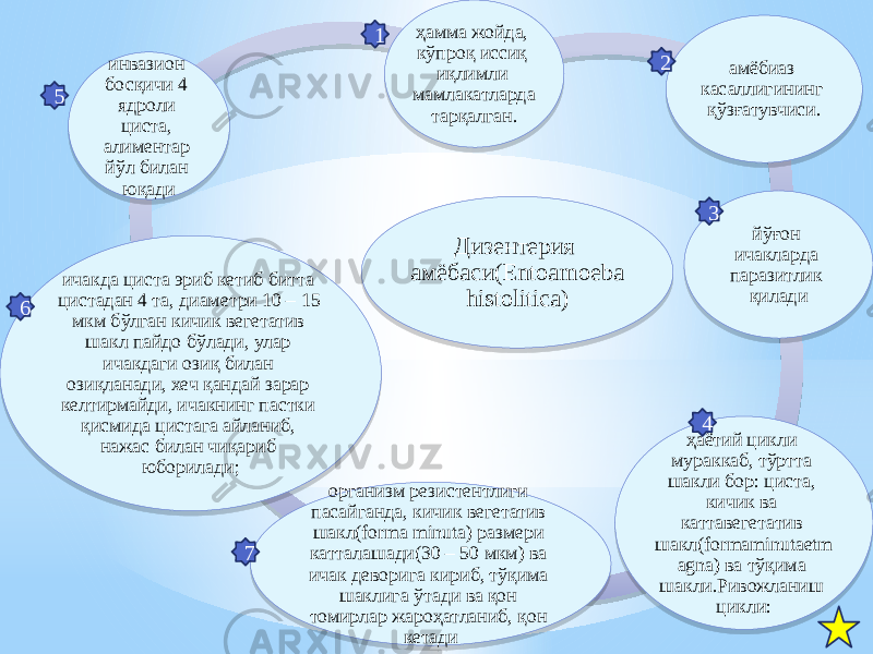 Дизентерия амёбаси(Entoamoeba histolitica)ҳамма жойда, кўпроқ иссиқ иқлимли мамлакатларда тарқалган. амёбиаз касаллигининг қўзғатувчиси. йўғон ичакларда паразитлик қилади ҳаётий цикли мураккаб, тўртта шакли бор: циста, кичик ва каттавегетатив шакл(formaminutaetm agna) ва тўқима шакли.Ривожланиш цикли:организм резистентлиги пасайганда, кичик вегетатив шакл(forma minuta) размери катталашади(30 – 50 мкм) ва ичак деворига кириб, тўқима шаклига ўтади ва қон томирлар жароҳатланиб, қон кетадиичакда циста эриб кетиб битта цистадан 4 та, диаметри 10 – 15 мкм бўлган кичик вегетатив шакл пайдо бўлади, улар ичакдаги озиқ билан озиқланади, хеч қандай зарар келтирмайди, ичакнинг пастки қисмида цистага айланиб, нажас билан чиқариб юборилади;инвазион босқичи 4 ядроли циста, алиментар йўл билан юқади 1 6 5 4 32 7 53 04 5C 0B0409 20 07 09 08 0409 20 26 0C 07 14 26 0B 09 19 20 20 19 4C6357 19 21 0E 14 19 20 07 19 08 20 07 21 09 19 07 0E 20 26 0F 36 07 17 24 21 04 0C 36 