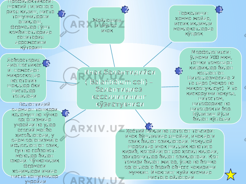 Ичак балантидийси ( Balantidium coli) – балантидиоз касаллигининг қўзғатувчисиЖойлашиш и: йўғон ичак Тарқалиши: ҳамма жойда, иссиқ иқлимли мамлакатларда кўпроқ Морфологияси: ўлчами 200 мкм, ташқи томондан киприклар билан қопланган. Цитоплазмасида 2 та ядро (макро ва микронуклеус). 2 та қисқарувчи вакуол, цитостом, цитофарикс ва цитопрокти бор. Бўлиниш йўли билан кўпаяди Ҳаётий цикли ва патоген таъсири: ичак бўшлиғида яшайди, ичакдаги озиқ билан озиқланади. Ноқулай шароитда ичак шиллиқ қаватига кириб, қонайдиган яра ҳосил қилади, эритроцитлар билан озиқланади. Қон томири билан жигар, ўпка ва бошқа органларга бориб абцесс чақириши мумкин. Ичакнинг қуйи қисмида цистага айланадиБалантидий одамдан ташқари каламуш ва чўчқа организмида учрайди ва улар асосий манба ҳисобланади, у одам организмига ифлосланган озиқ, сув ва сабзавот- мевалар билан юқади. Чўчқачилик фермаси ходимлари ичида циста ташувчилар учрайдиЛаборатория диагностикас и: нажасдан микроскопда вегетатив шакллар ёки цисталар топиладиПрофилактикаси: шахсий гигиенага риоя қилиш, циста ташувчиларни аниқлаш, фермалар гўшт комбинатларида санитария даражасини кўтариш 2 7 5 6 4 3 1 