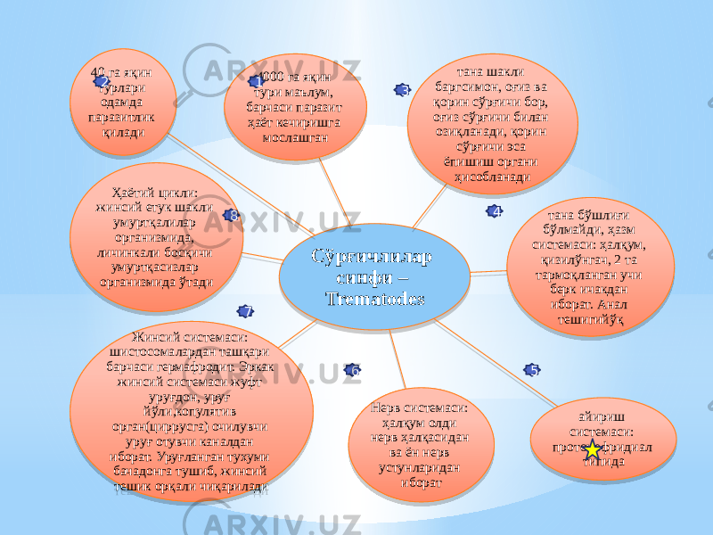 Сўрғичлилар синфи – Trematodes4000 га яқин тури маълум, барчаси паразит ҳаёт кечиришга мослашган тана шакли баргсимон, оғиз ва қорин сўрғичи бор, оғиз сўрғичи билан озиқланади, қорин сўрғичи эса ёпишиш органи ҳисобланади тана бўшлиғи бўлмайди, ҳазм системаси: ҳалқум, қизилўнгач, 2 та тармоқланган учи берк ичакдан иборат. Анал тешигийўқ айириш системаси: протонефридиал типидаНерв системаси: ҳалқум олди нерв ҳалқасидан ва ён нерв устунларидан иборатЖинсий системаси: шистосомалардан ташқари барчаси гермафродит. Эркак жинсий системаси жуфт уруғдон, уруғ йўли,копулятив орган(циррусга) очилувчи уруғ отувчи каналдан иборат. Уруғланган тухуми бачадонга тушиб, жинсий тешик орқали чиқариладиҲаётий цикли: жинсий етук шакли умуртқалилар организмида, личинкали босқичи умуртқасизлар организмида ўтади40 га яқин турлари одамда паразитлик қилади 54 6782 3130 0C 46 28 08 17 0B 09 08 17 26 0E 0E 11 23 0B 08 17 1107 2607 08 17 07 08 040C 11 14 08 4F 0B 0F 0D 1C 07 3E 190711 17 1B 1C 0C 0E 1C 0717 17 08 45 1B 1C 0E 100727 1C 0E 28 08 0E 14 2607 