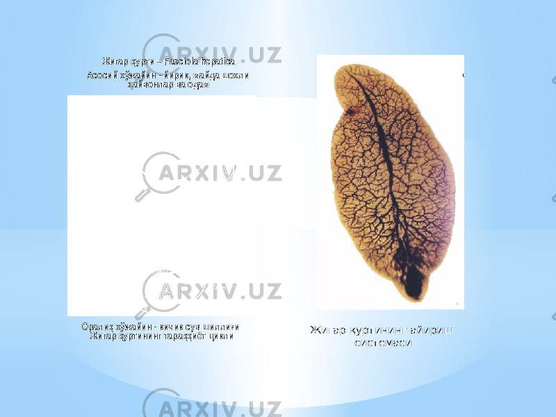 Жигар урти – Fasciola hepaticaқ Асосий хўжайин - йирик, майда шохли айвонлар ва одам ҳ Орали хўжайин - кичик сув шилли и қ ғ Жигар уртининг тара иёт цикли қ ққ Жигар қуртининг айириш системаси 