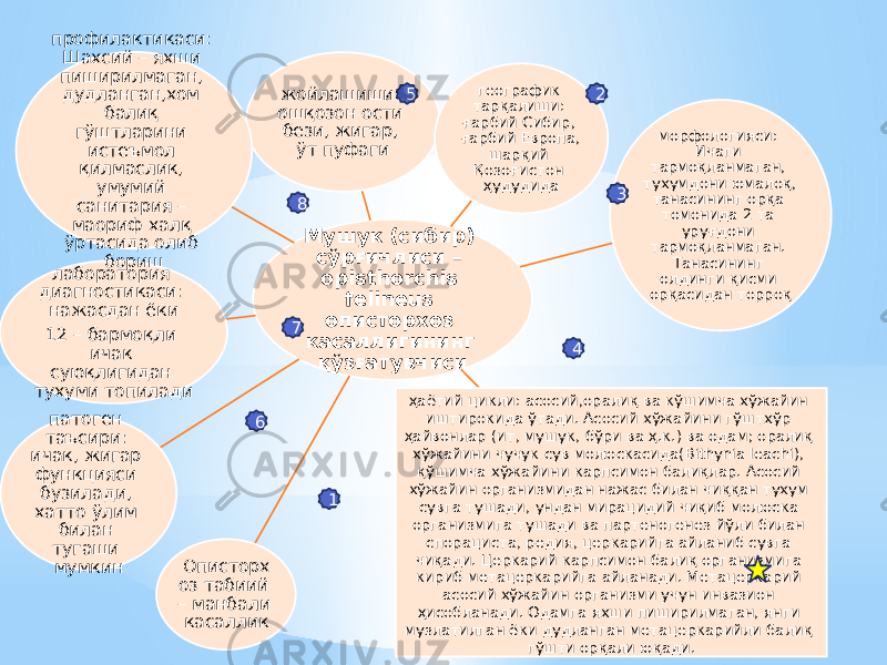 Мушук (сибир) сўрғичлиси – opisthorchis felineus описторхоз касаллигининг қўзғатувчисижойлашиши: ошқозон ости бези, жигар, ўт пуфаги географик тарқалиши: ғарбий Сибир, ғарбий Европа, шарқий Қозоғистон ҳудудида морфологияси: Ичаги тармоқланмаган, тухумдони юмалоқ, танасининг орқа томонида 2 та уруғдони тармоқланмаган. Танасининг олдинги қисми орқасидан торроқ ҳаётий цикли: асосий,оралиқ ва кўшимча хўжайин иштирокида ўтади. Асосий хўжайини гўштхўр ҳайвонлар (ит, мушук, бўри ва ҳ.к.) ва одам; оралиқ хўжайини чучук сув молюскасида(Bithynia leachi), қўшимча хўжайини карпсимон балиқлар. Асосий хўжайин организмидан нажас билан чиққан тухум сувга тушади, ундан мирацидий чиқиб молюска организмига тушади ва партеногенез йўли билан спорациста, редия, церкарийга айланиб сувга чиқади. Церкарий карпсимон балиқ организмига кириб метацеркарийга айланади. Метацеркарий асосий хўжайин организми учун инвазион ҳисобланади. Одамга яхши пиширилмаган, янги музлатилган ёки дудланган метацеркарийли балиқ гўшти орқали юқади.Описторх оз табиий – манбали касалликпатоген таъсири: ичак, жигар функцияси бузилади, хатто ўлим билан тугаши мумкинлаборатория диагностикаси: нажасдан ёки 12 – бармоқли ичак суюқлигидан тухуми топилади профилактикаси: Шахсий – яхши пиширилмаган, дудланган,хом балиқ гўштларини истеъмол қилмаслик, умумий санитария – маориф халқ ўртасида олиб бориш 2 1 3 45 6 7 8 