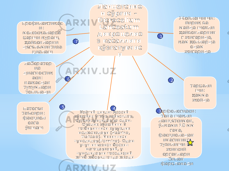 Ланцетсимо н сўрғич – Dicrocelium Lanceatum дикроцелио з касаллиги қўзғатувчис и Жойлашиши: йирик ва майда шохли ҳайвонларнин г жигарида, кам ҳолларда одам жигарида тарқали ши: ҳамма жойда морфологияси: тана шакли ланцетсимон, ўлчами 10 мм гача, фасциоладан ичагининг тузилиши ва жинсий органлари билан фарқланадиҲаётий цикли: Асосий хўжайин ўтхўр ҳайвонлар, сутэмизувчилар ва одам. Оралиқ хўжайини 2 та:биринчиси қуруқлик молюскалари (Zebrina, Helicela). Иккинчиси чумолилар(Formina). Одам учун инвазион босқич метацеркарий, у чумолиларни тасодифий ютиб юборилганда юқадипатоген таъсири: фасциол озга ўхшашлаборатор ия диагностик аси: нажасдан тухумлари топиладипрофилактикас и: молюскаларга қарши кураш, ҳайвонларни дегельминтиза циялаш 1 2 345 6 7 