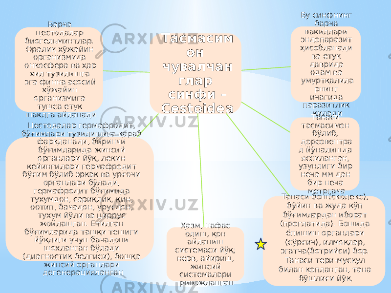 Тасмасим он чувалчан глар синфи – Cestoidea Бу синфнинг барча вакиллари эндопаразит ҳисобланади ва етук даврида одам ва умуртқалила рнинг ичагида паразитлик қилади Танаси тасмасимон бўлиб, дорсовентра л йўналишда яссиланган, узунлиги бир неча мм дан бир неча метргача Танаси бош(сколекс), бўйин ва жуда кўп бўғимлардан иборат (проглатида). Бошида ёпишиш органлари (сўрғич), илмоқлар, эгатча(ботрийси) бор. Танаси тери-мускул билан қопланган, тана бўшлиғи йўқ.Ҳазм, нафас олиш, қон айланиш системаси йўқ; нерв, айириш, жинсий системалари ривожланганЦестодалар гермафродит, бўғимлари тузилишига қараб фарқланади, биринчи бўғимларида жинсий органлари йўқ, лекин кейингилари гермафродит бўғим бўлиб эркак ва урғочи органлари бўлади, гермафродит бўғимида тухумдон, сариқлик, қин, оотип, бачадон, уруғдон, тухум йўли ва циррус жойлашган. Етилган бўғимларида ташқи тешиги йўқлиги учун бачадони шохланган бўлади (диагностик белгиси), бошқа жинсий органлари дегенерацияланган Барча цестодалар биогельминтлар. Оралиқ хўжайин организмида онкосфера ва ҳар хил тузилишга эга финна асосий хўжайин организмига тушса етук шаклга айланади 