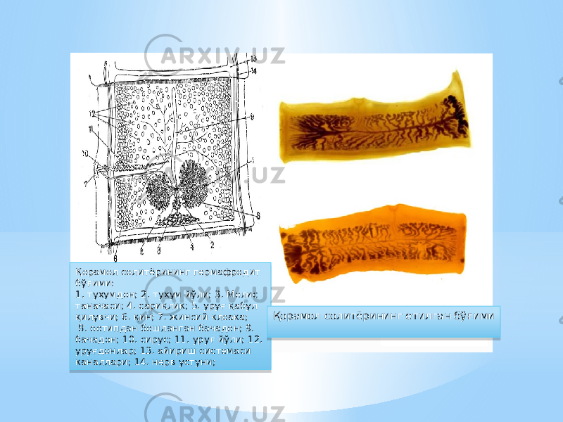 Қорамол солитёрининг гермафродит бўғими: 1. тухумдон; 2. тухум йўли; 3. Мелис таначаси; 4. сариқлик; 5. уруғ қабул қилувчи; 6. қин; 7. жинсий клоака; 8. оотипдан бошланган бачадон; 9. бачадон; 10. сирус; 11. уруғ йўли; 12. уруғдонлар; 13. айириш системаси каналлари; 14. нерв устуни; Қорамол солитёрининг етилган бўғими74 16 30 0602 12 0B 63 16 1803 17 74 