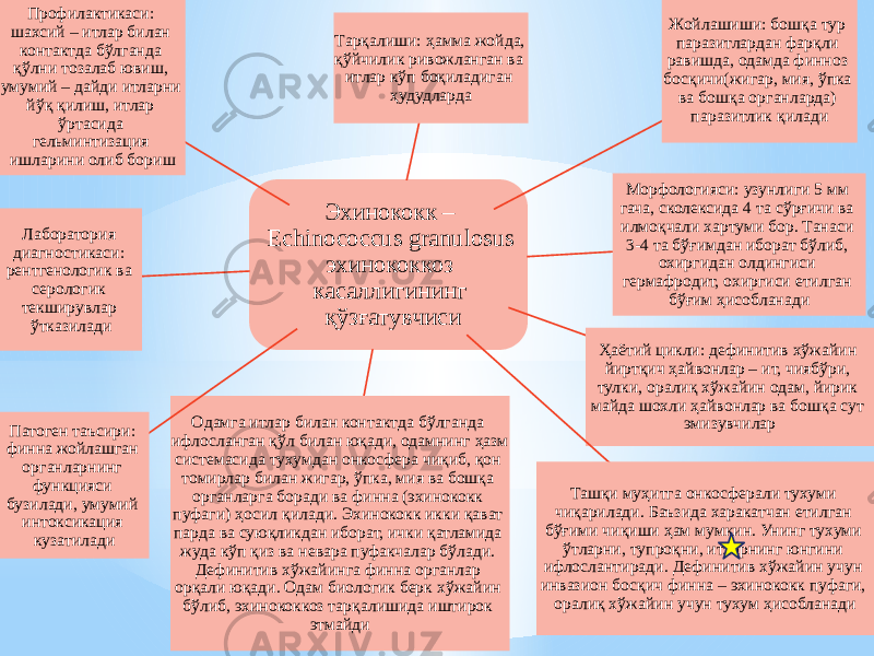 Эхинококк – Echinococcus granulosus эхинококкоз касаллигининг қўзғатувчиси Жойлашиши: бошқа тур паразитлардан фарқли равишда, одамда финноз босқичи(жигар, мия, ўпка ва бошқа органларда) паразитлик қиладиТарқалиши: ҳамма жойда, қўйчилик ривожланган ва итлар кўп боқиладиган ҳудудларда Морфологияси: узунлиги 5 мм гача, сколексида 4 та сўрғичи ва илмоқчали хартуми бор. Танаси 3-4 та бўғимдан иборат бўлиб, охиргидан олдингиси гермафродит, охиргиси етилган бўғим ҳисобланади Ҳаётий цикли: дефинитив хўжайин йиртқич ҳайвонлар – ит, чиябўри, тулки, оралиқ хўжайин одам, йирик майда шохли ҳайвонлар ва бошқа сут эмизувчилар Ташқи муҳитга онкосферали тухуми чиқарилади. Баъзида харакатчан етилган бўғими чиқиши ҳам мумкин. Унинг тухуми ўтларни, тупроқни, итларнинг юнгини ифлослантиради. Дефинитив хўжайин учун инвазион босқич финна – эхинококк пуфаги, оралиқ хўжайин учун тухум ҳисобланадиОдамга итлар билан контактда бўлганда ифлосланган қўл билан юқади, одамнинг ҳазм системасида тухумдан онкосфера чиқиб, қон томирлар билан жигар, ўпка, мия ва бошқа органларга боради ва финна (эхинококк пуфаги) ҳосил қилади. Эхинококк икки қават парда ва суюқликдан иборат, ички қатламида жуда кўп қиз ва невара пуфакчалар бўлади. Дефинитив хўжайинга финна органлар орқали юқади. Одам биологик берк хўжайин бўлиб, эхинококкоз тарқалишида иштирок этмайдиПатоген таъсири: финна жойлашган органларнинг функцияси бузилади, умумий интоксикация кузатиладиЛаборатория диагностикаси: рентгенологик ва серологик текширувлар ўтказиладиПрофилактикаси: шахсий – итлар билан контактда бўлганда қўлни тозалаб ювиш, умумий – дайди итларни йўқ қилиш, итлар ўртасида гельминтизация ишларини олиб бориш 