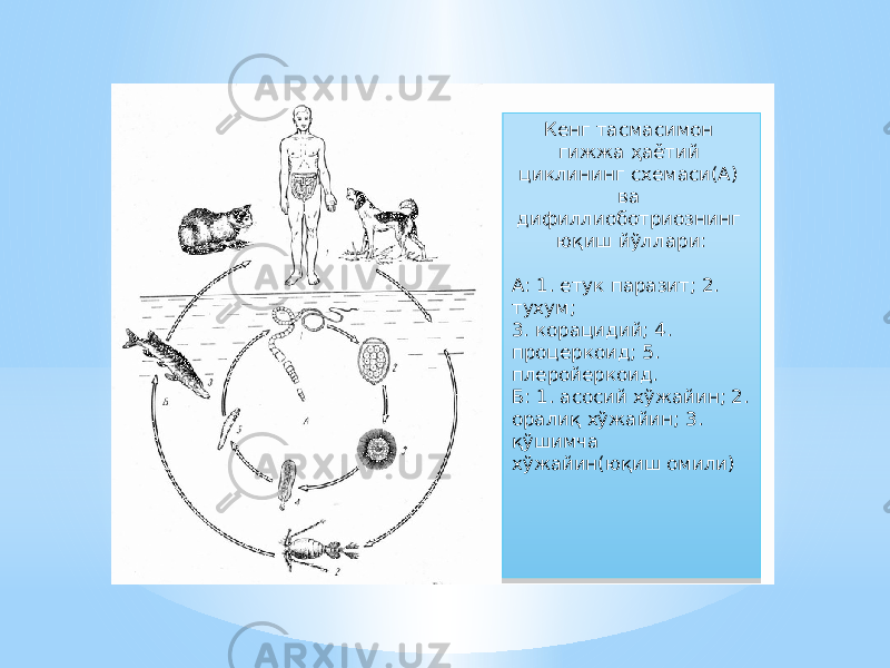 Кенг тасмасимон гижжа ҳаётий циклининг схемаси(А) ва дифиллиоботриознинг юқиш йўллари: А: 1. етук паразит; 2. тухум; 3. корацидий; 4. процеркоид; 5. плеройеркоид. Б: 1. асосий хўжайин; 2. оралиқ хўжайин; 3. қўшимча хўжайин(юқиш омили)3A 09 1D05 0C 1A 59 61 06 24 23 23 351E 07 12 26 