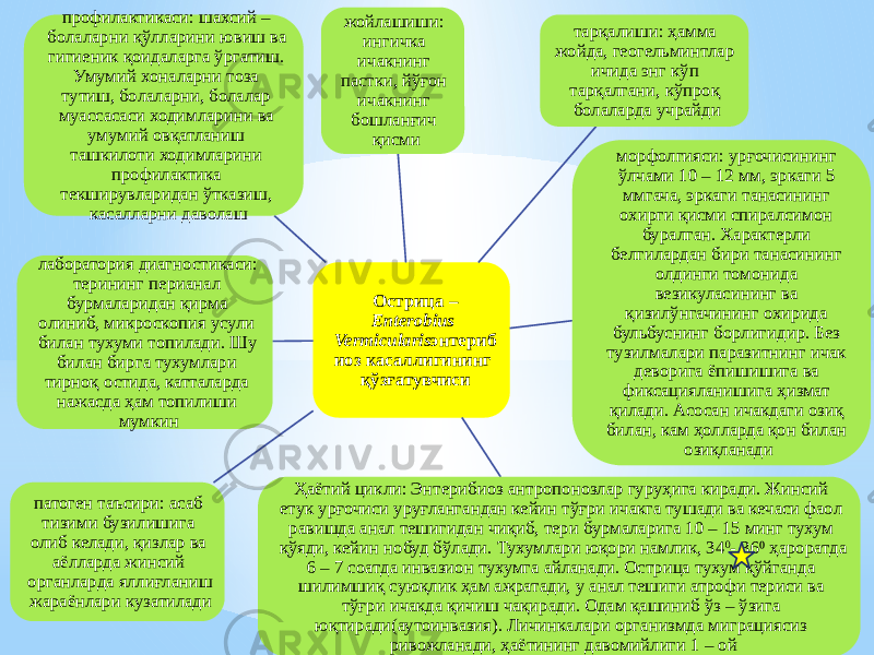 Острица – Enterobius Vermicularis энтериб иоз касаллигининг қўзғатувчисижойлашиши: ингичка ичакнинг пастки, йўғон ичакнинг бошланғич қисми тарқалиши: ҳамма жойда, геогельминтлар ичида энг кўп тарқалгани, кўпроқ болаларда учрайди морфолгияси: урғочисининг ўлчами 10 – 12 мм, эркаги 5 ммгача, эркаги танасининг охирги қисми спиралсимон буралган. Характерли белгилардан бири танасининг олдинги томонида везикуласининг ва қизилўнгачининг охирида бульбуснинг борлигидир. Без тузилмалари паразитнинг ичак деворига ёпишишига ва фиксацияланишига ҳизмат қилади. Асосан ичакдаги озиқ билан, кам ҳолларда қон билан озиқланади Ҳаётий цикли: Энтерибиоз антропонозлар гуруҳига киради. Жинсий етук урғочиси уруғлангандан кейин тўғри ичакга тушади ва кечаси фаол равишда анал тешигидан чиқиб, тери бурмаларига 10 – 15 минг тухум қўяди, кейин нобуд бўлади. Тухумлари юқори намлик, 34 0 - 36 ҳароратда ⁰ 6 – 7 соатда инвазион тухумга айланади. Острица тухум қўйганда шилимшиқ суюқлик ҳам ажратади, у анал тешиги атрофи териси ва тўғри ичакда қичиш чақиради. Одам қашиниб ўз – ўзига юқтиради(аутоинвазия). Личинкалари организмда миграциясиз ривожланади, ҳаётининг давомийлиги 1 – ойпатоген таъсири: асаб тизими бузилишига олиб келади, қизлар ва аёлларда жинсий органларда яллиғланиш жараёнлари кузатилади лаборатория диагностикаси: терининг перианал бурмаларидан қирма олиниб, микроскопия усули билан тухуми топилади. Шу билан бирга тухумлари тирноқ остида, катталарда нажасда ҳам топилиши мумкинпрофилактикаси: шахсий – болаларни қўлларини ювиш ва гигиеник қоидаларга ўргатиш. Умумий хоналарни тоза тутиш, болаларни, болалар муассасаси ходимларини ва умумий овқатланиш ташкилоти ходимларини профилактика текширувларидан ўтказиш, касалларни даволаш 