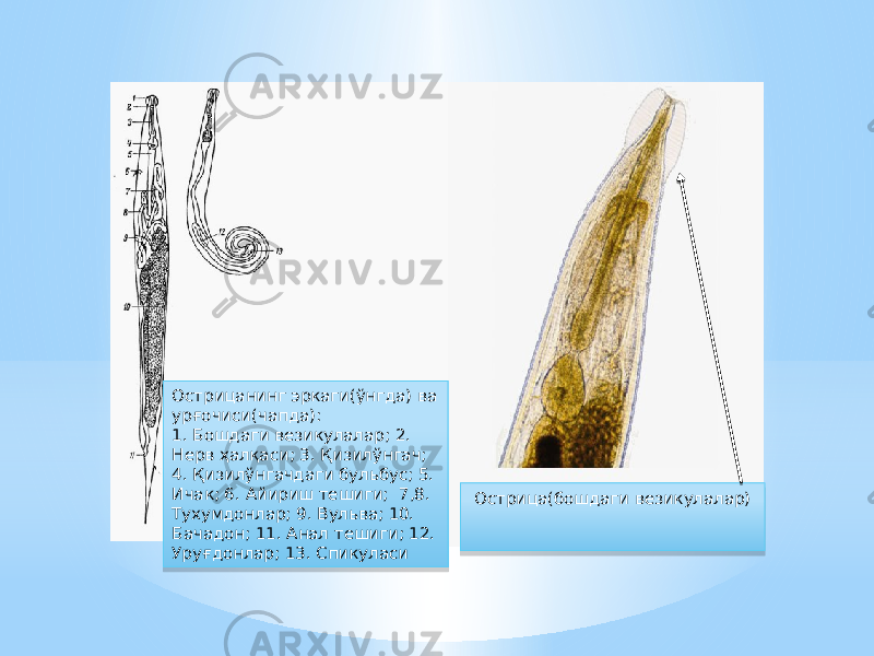 Острицанинг эркаги(ўнгда) ва урғочиси(чапда): 1. Бошдаги везикулалар; 2. Нерв ҳалқаси; 3. Қизилўнгач; 4. Қизилўнгачдаги бульбус; 5. Ичак; 6. Айириш тешиги; 7,8. Тухумдонлар; 9. Вульва; 10. Бачадон; 11. Анал тешиги; 12. Уруғдонлар; 13. Спикуласи Острица(бошдаги везикулалар)37 18 30 38 3B 341B 1F 35 2D 37 