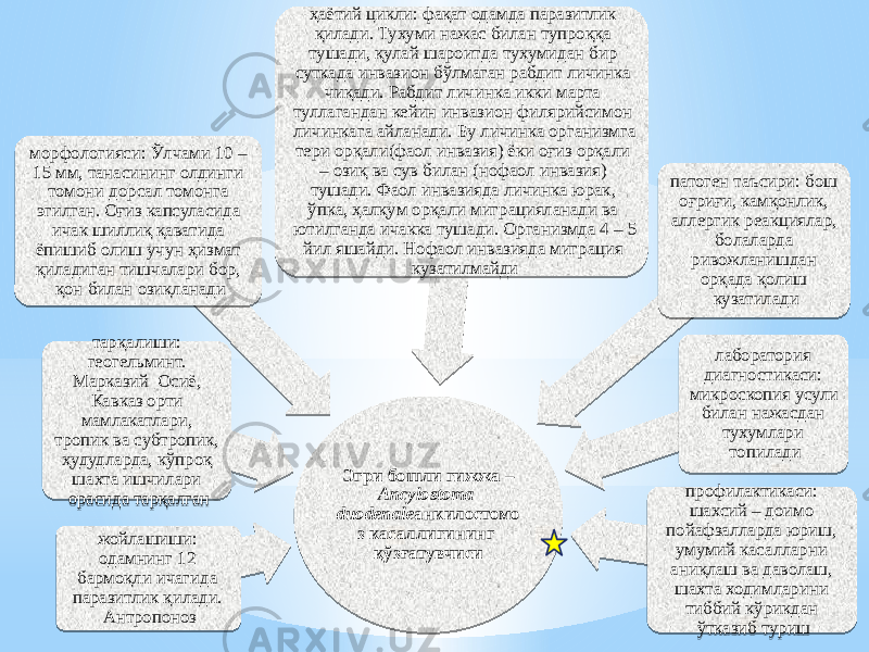 Эгри бошли гижжа – Ancylostoma duodenale анкилостомо з касаллигининг қўзғатувчисижойлашиши: одамнинг 12 бармоқли ичагида паразитлик қилади. Антропонозтарқалиши: геогельминт. Марказий Осиё, Кавказ орти мамлакатлари, тропик ва субтропик, ҳудудларда, кўпроқ шахта ишчилари орасида тарқалганморфологияси: Ўлчами 10 – 15 мм, танасининг олдинги томони дорсал томонга эгилган. Оғиз капсуласида ичак шиллиқ қаватида ёпишиб олиш учун ҳизмат қиладиган тишчалари бор, қон билан озиқланади ҳаётий цикли: фақат одамда паразитлик қилади. Тухуми нажас билан тупроққа тушади, қулай шароитда тухумидан бир суткада инвазион бўлмаган рабдит личинка чиқади. Рабдит личинка икки марта туллагандан кейин инвазион филярийсимон личинкага айланади. Бу личинка организмга тери орқали(фаол инвазия) ёки оғиз орқали – озиқ ва сув билан (нофаол инвазия) тушади. Фаол инвазияда личинка юрак, ўпка, ҳалқум орқали миграцияланади ва ютилганда ичакка тушади. Организмда 4 – 5 йил яшайди. Нофаол инвазияда миграция кузатилмайди патоген таъсири: бош оғриғи, камқонлик, аллергик реакциялар, болаларда ривожланишдан орқада қолиш кузатилади лаборатория диагностикаси: микроскопия усули билан нажасдан тухумлари топилади профилактикаси: шахсий – доимо пойафзалларда юриш, умумий касалларни аниқлаш ва даволаш, шахта ходимларини тиббий кўрикдан ўтказиб туриш32 2B 2D 03 05 28 1B 0E 17 14 44 08 15 37 3D 09 08 0B1C 19 0E 090E05 01 08 31 07 23 26 26 0B 26 08 11 27 08 1007 08 2F 08 18 36 0C 20 14 0E 04 17 05 0E 20 1004 16 0907 17 08 08 14 19 14 1C 04 19 08 18 